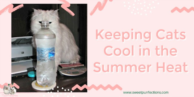 Sweet Purrfections Six Tips For Keeping Cats Cool In The Summer Heat
