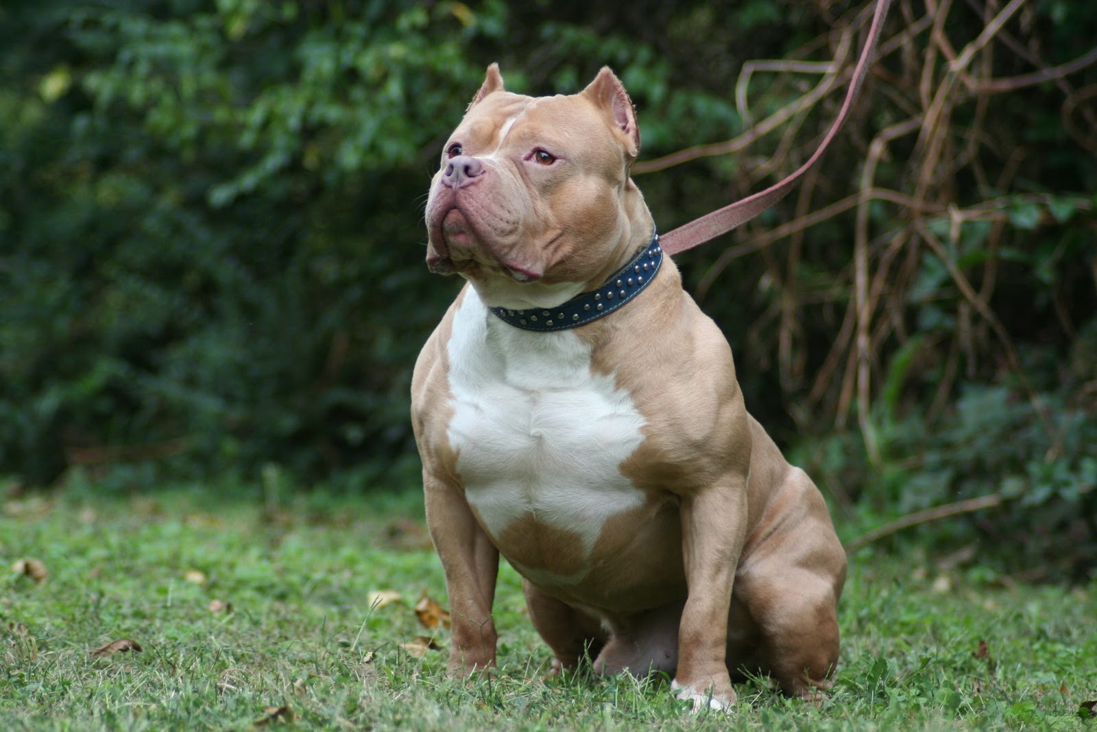 All List Of Different Dogs Breeds: Pit Bull Dog