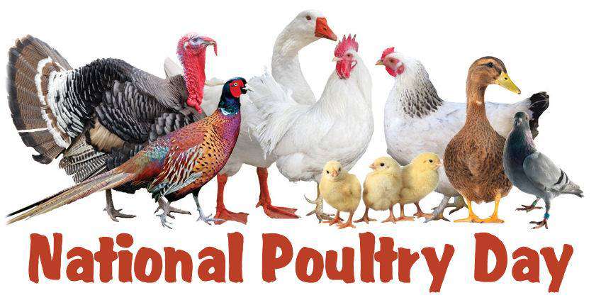 National Poultry Day Wishes Beautiful Image National Poultry Day Wishes Beautiful Image