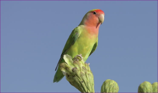 Jenis Burung Lovebird Tercantik yang Ada di Dunia Jenis Burung Lovebird Tercantik yang Ada di Dunia