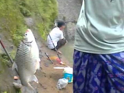 Jenis Umpan Mancing Ikan Tawes di Sungai