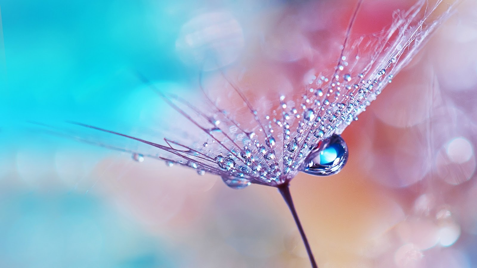 Dew Drops On Flower