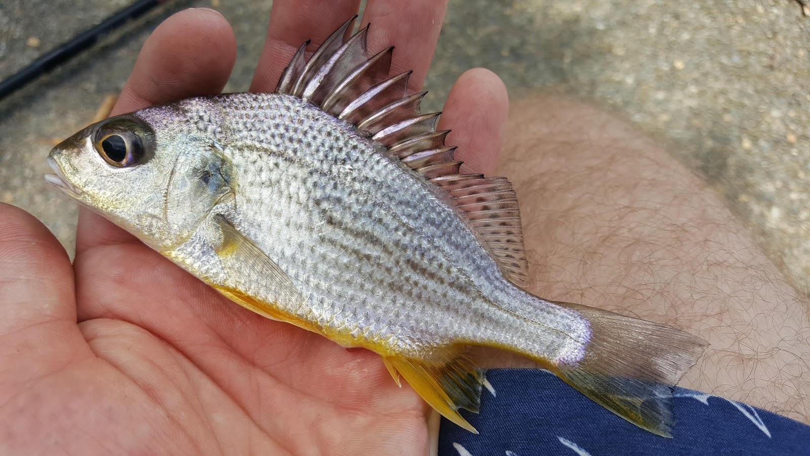 Fish Finding An Ichthyological Adventure Australian Fishing Adventures & Misadventures Cape