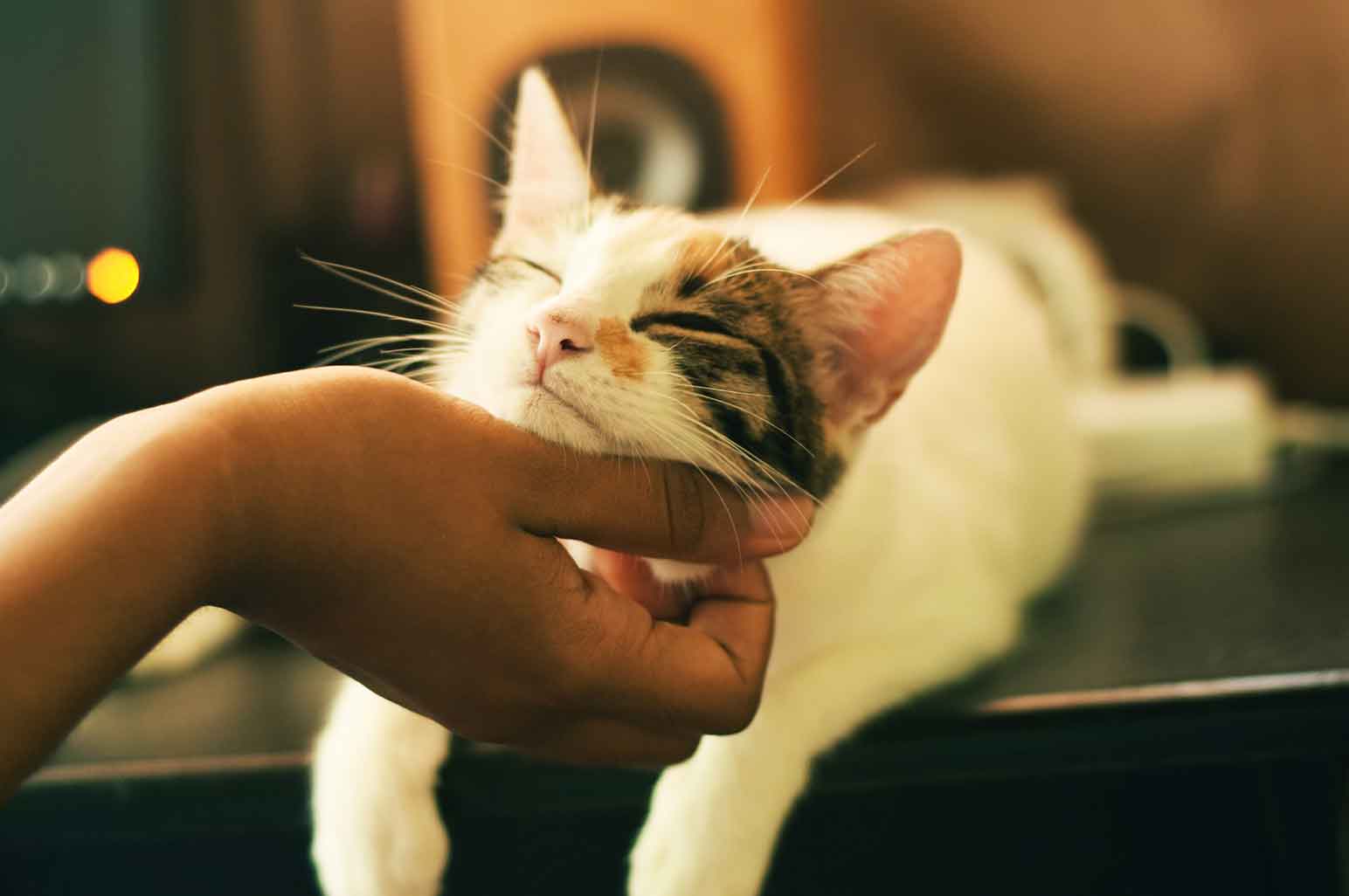 How to Easily Make Your Feline Friend Happy
