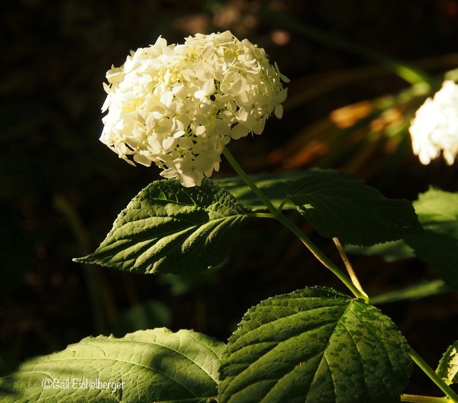 Three Dogs In A Garden Hydrangeas Care Basics Old New Varieties