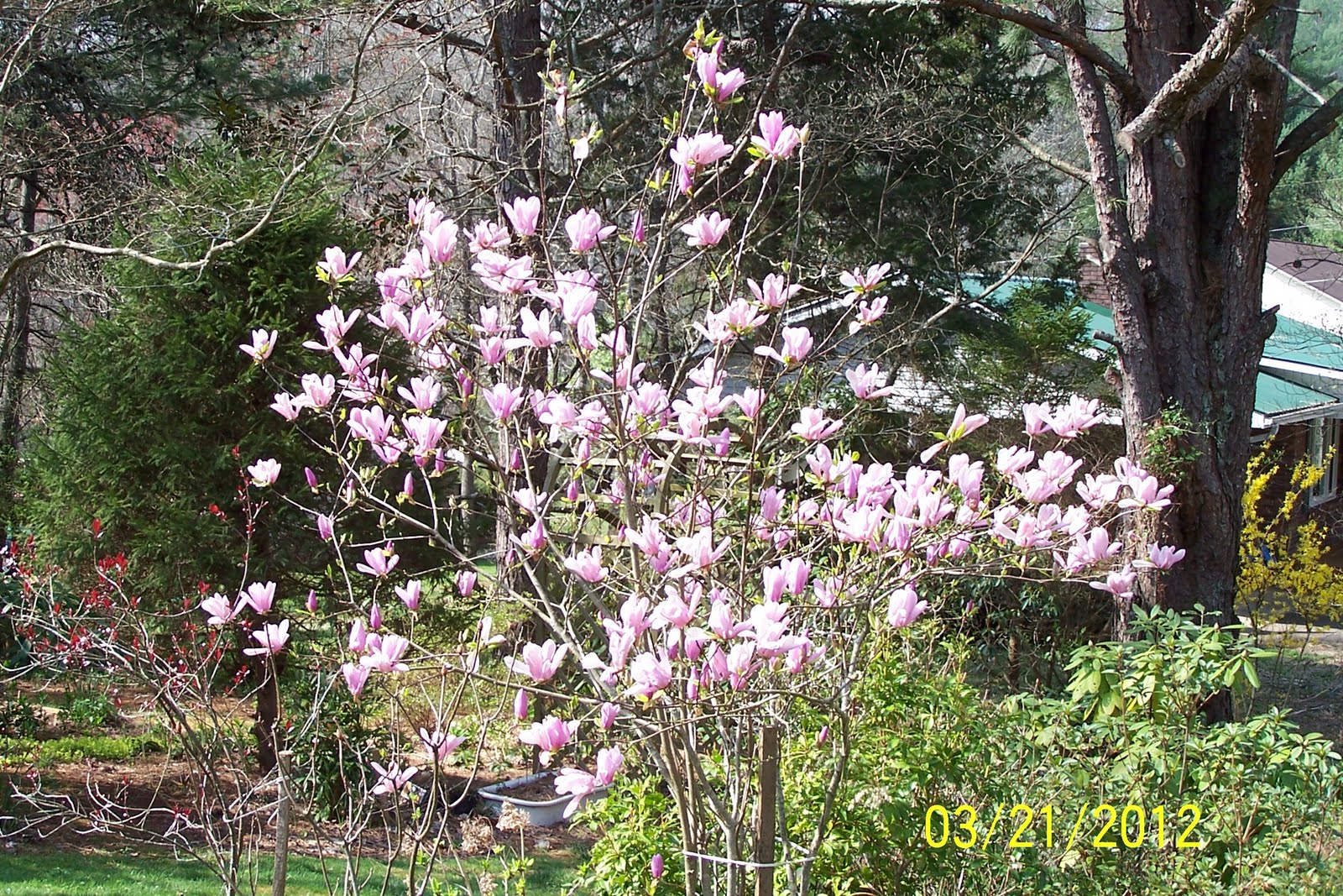 Jean the Plant Lady Saucer Magnolia