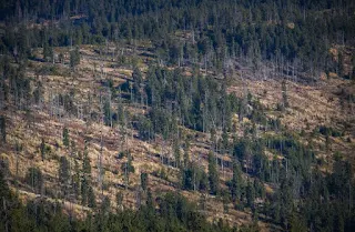 Penebangan Hutan Di Seluruh Penjuru Dunia