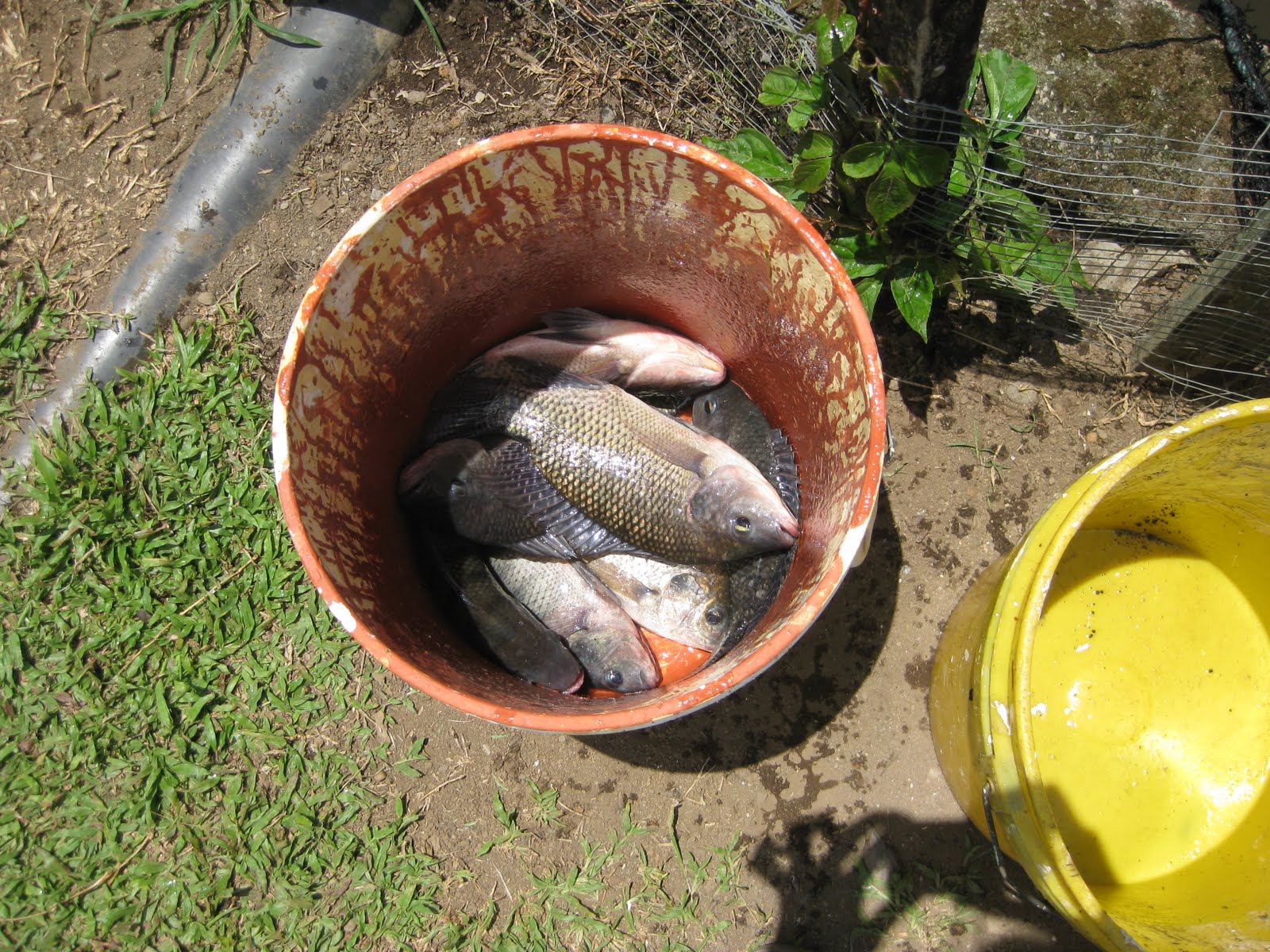 Costa Rica Blogging Tilapia Farming in Costa Rica