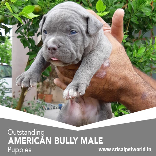 Get American Bully male puppy in Delhi, Noida, Gurgaon, Haryana, Ambala, Jalandhar, Amritsar & Chandigarh 