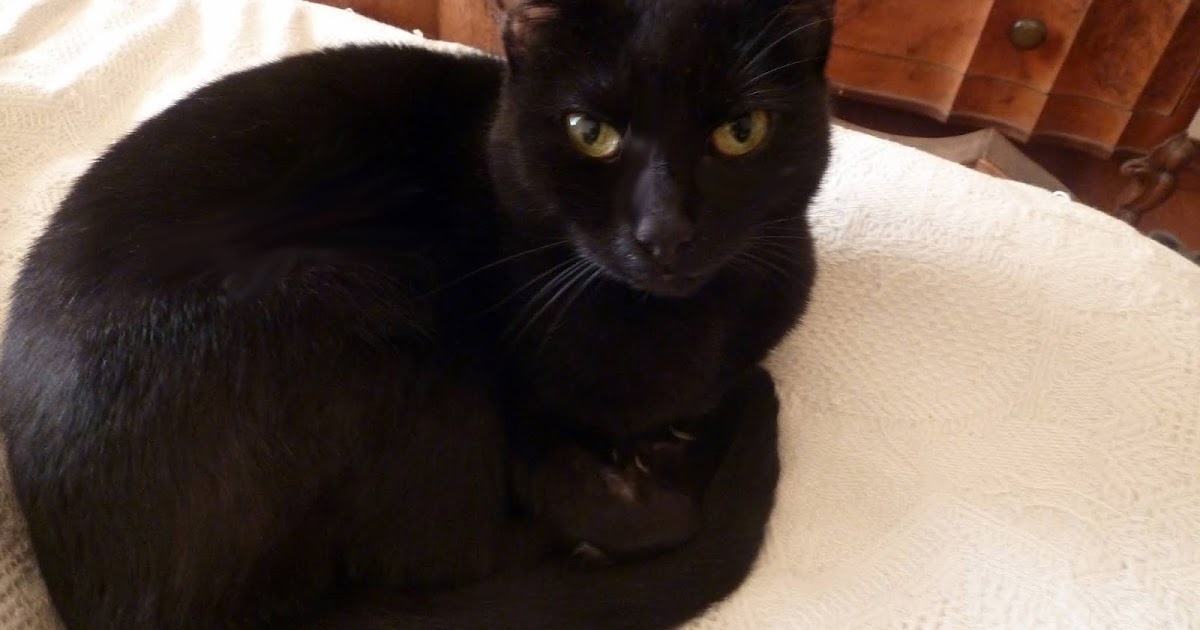 LABIRINTI E CASEMATTE Black Cat House