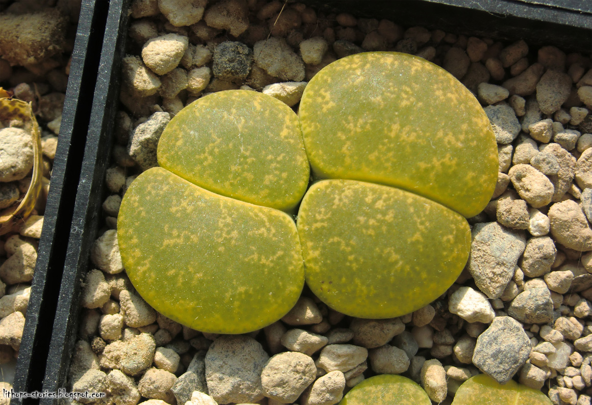 Lithops Mélange De Graines - Pierres Vivantes - Graines