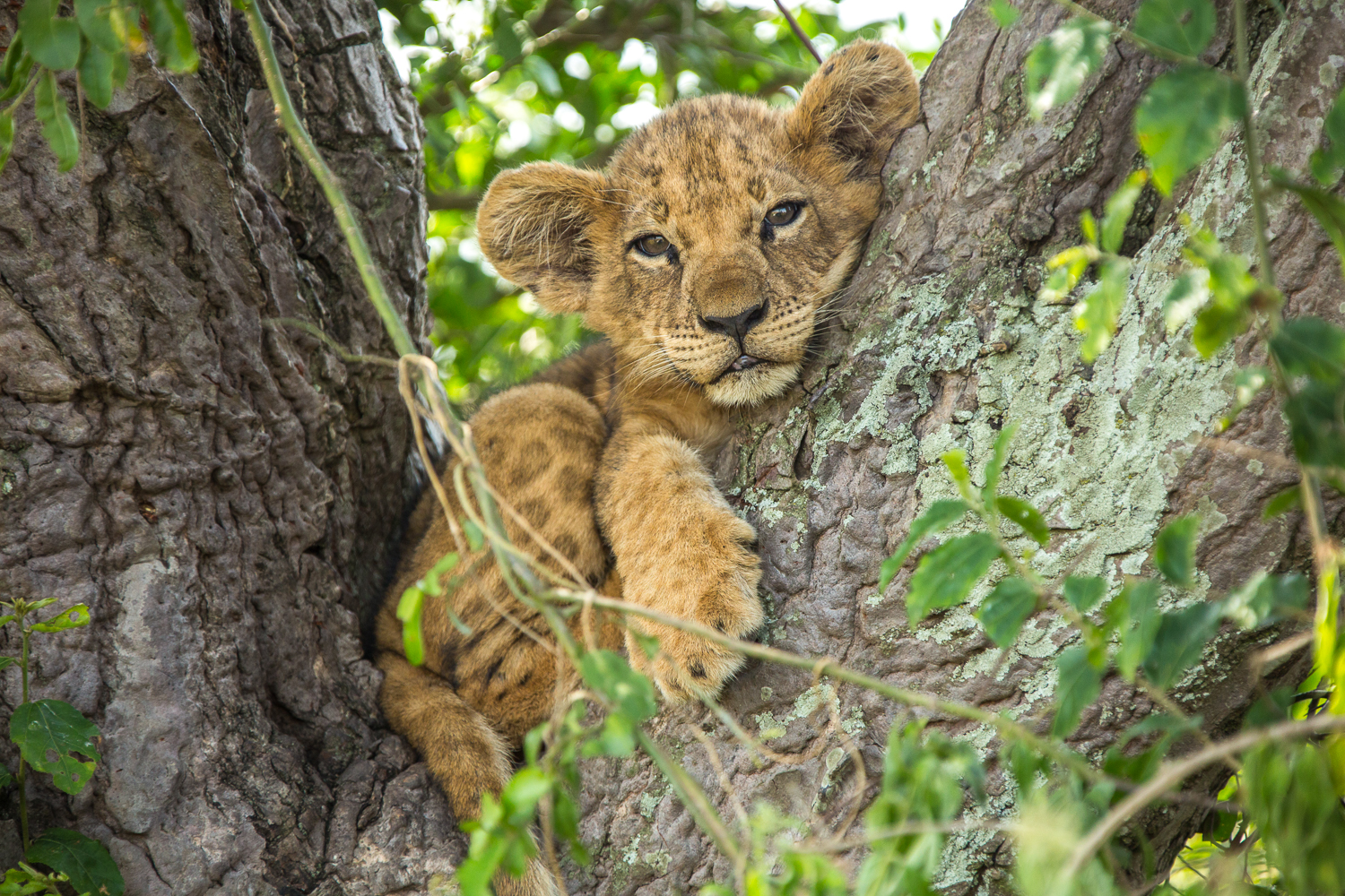 TV with Thinus: Nat Geo WILD's 9th annual installment of Big Cat Month