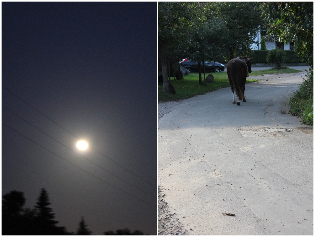 Wolkenfees Küchenwerkstatt: Pastinakencremesuppe mit Knoblauch-Kräutersahne Wolkenfees Küchenwerkstatt: Pastinakencremesuppe mit Knoblauch-Kräutersahne