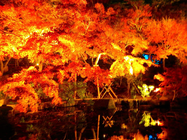 長谷寺紅葉ライトアップ