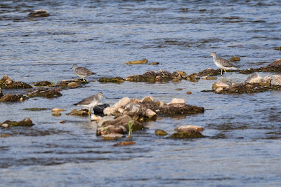Greater Yellowlegs Birds Saskatchewan.
