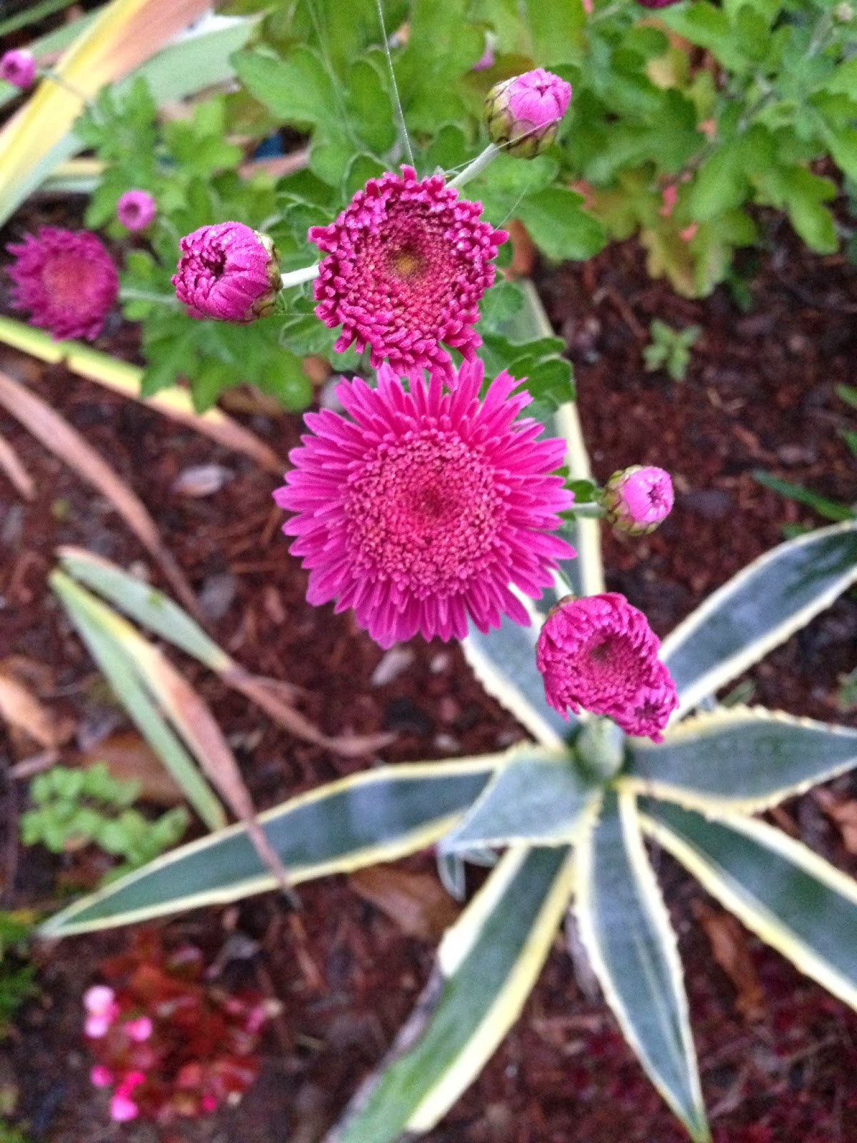 The Lents Farmer Mums the Word!