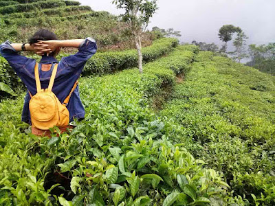 Tea gardens Nglingo