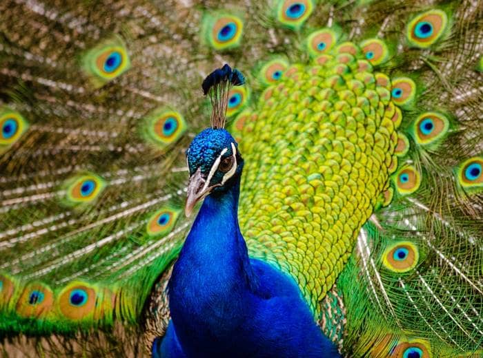 Quiz Diva Can You Identify These Common Animals? Answers