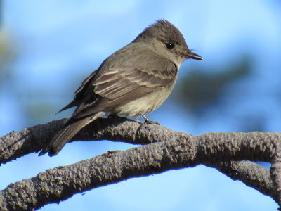 Lassen Volcanic National Park California birding hotspot