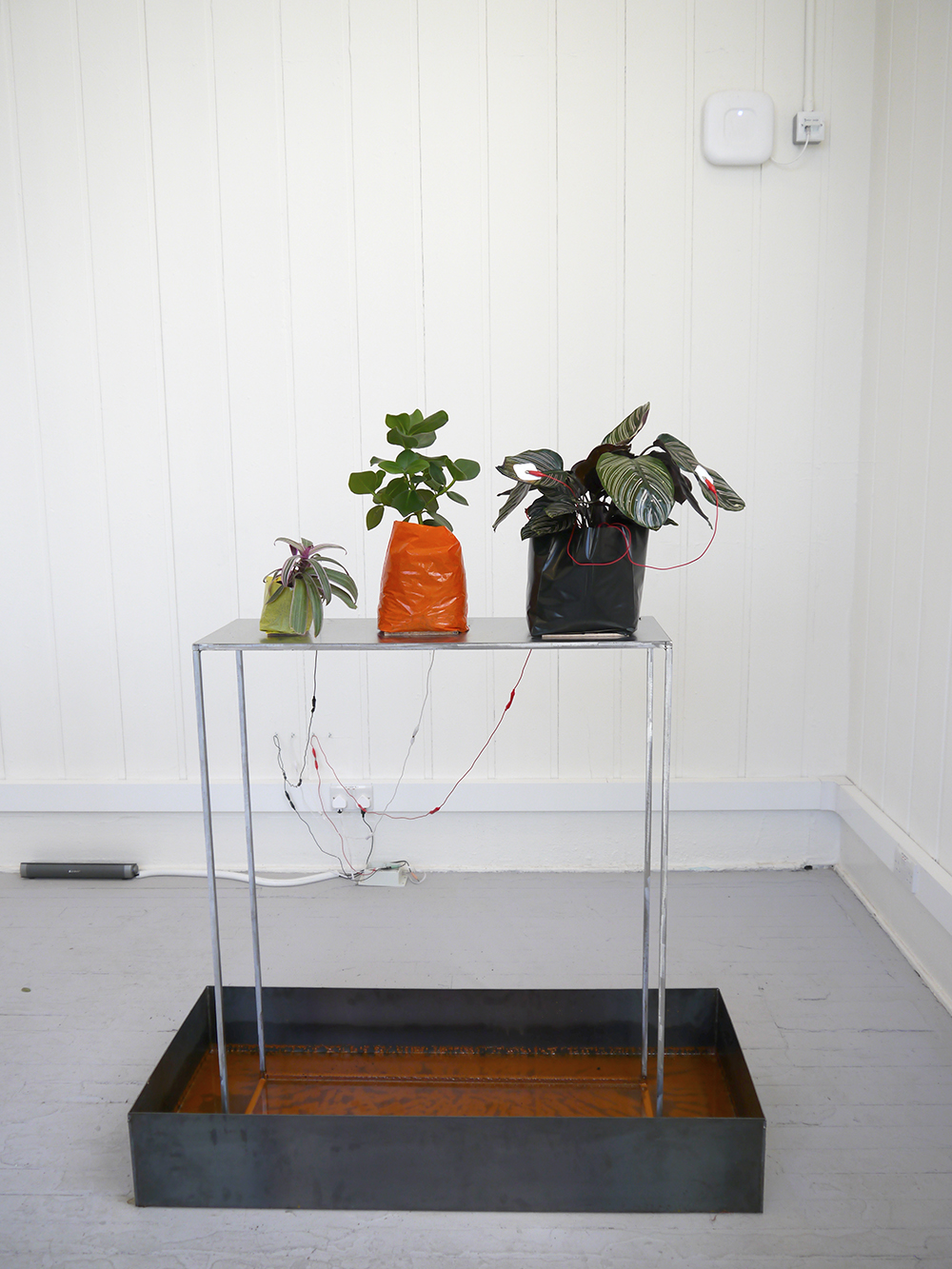 Interactive artwork by Emily Dunlop at ECA Degree Show 2018 Plant artwork by Emily Dunlop