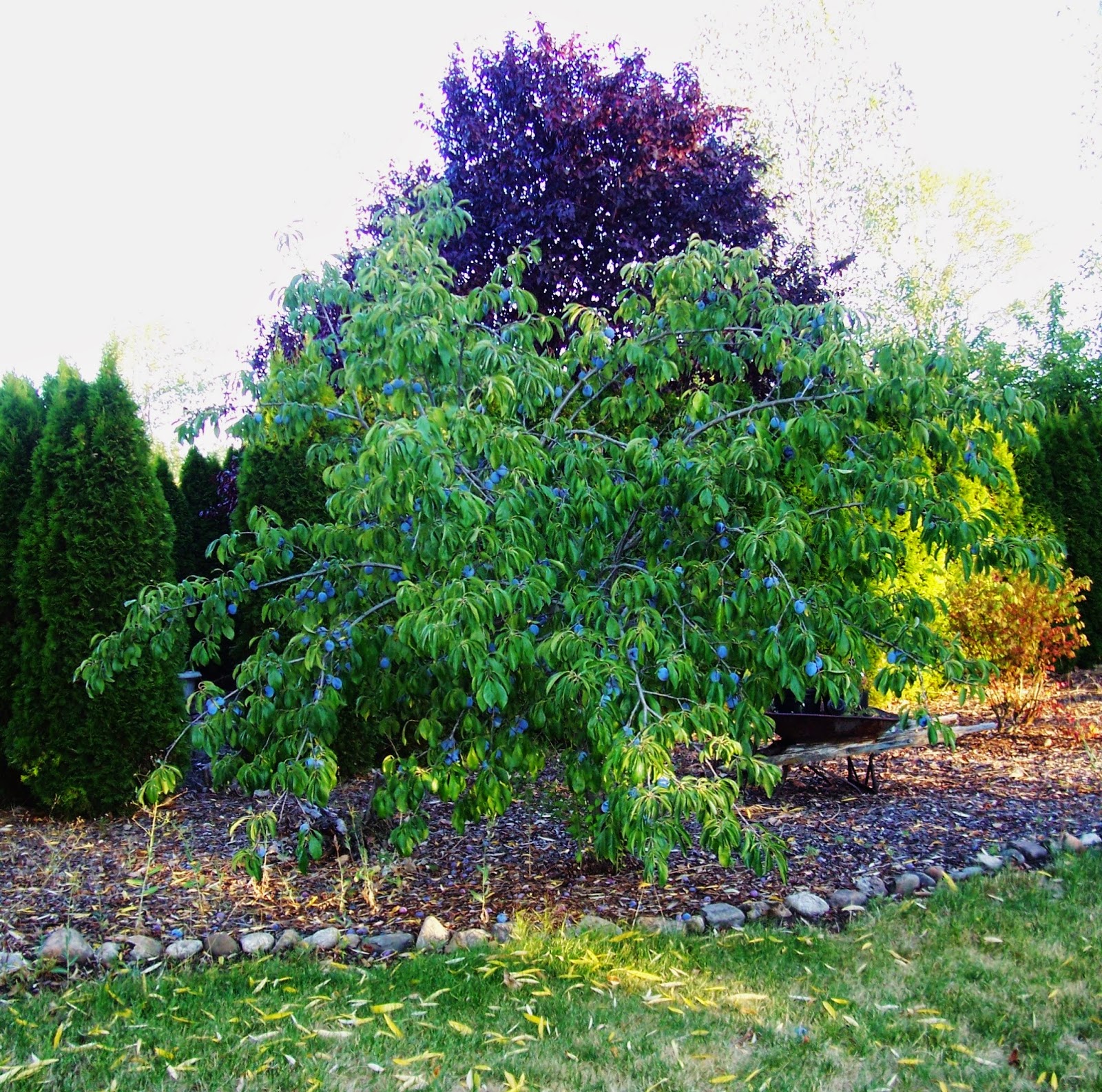 My Image 68