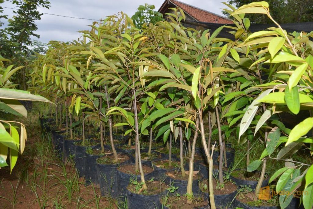 pohon durian duri hitam kualitas super Kelumpang Selatan
