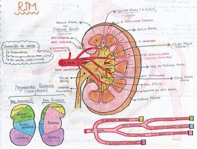 Rabiscos Infundados: Rim - Anatomia Interna, Segmentos e Vascularização