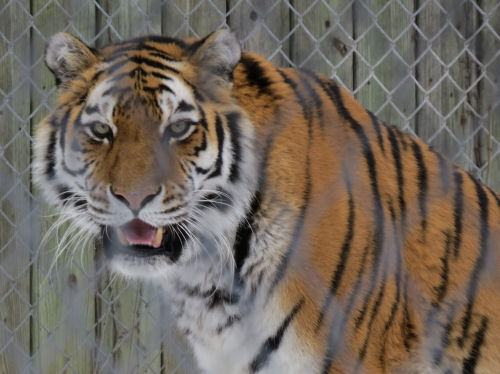 tiger