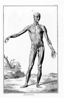 İnsan vücudundaki kasların anatomik çizimi.