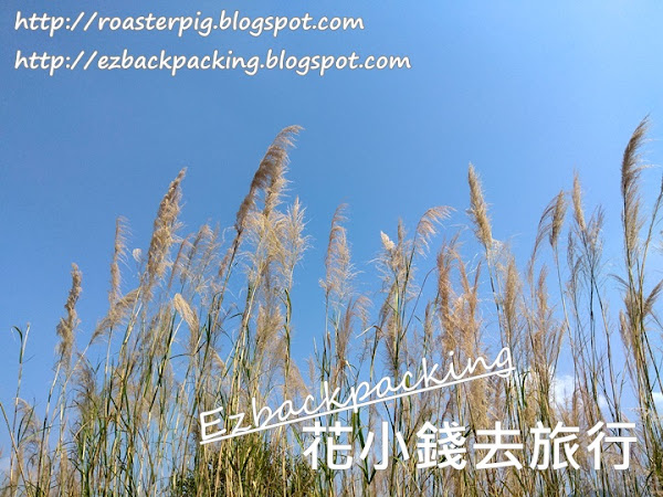 2022年粉嶺芒草: 坪洋芒草+白茅5月22日現況