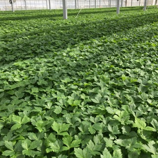 Tomiyamass Foam News 日本原産と言われているもの