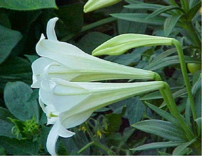 biojojo Lilium longiflorum