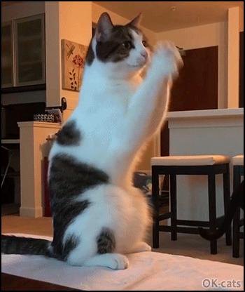 Funny Cat GIF • Begging Cat. “Please can we go for our walk now, dad?” (Never give up) Funny Cat GIF • Begging Cat. “Please can we go for our walk now, dad?” (Never give up)