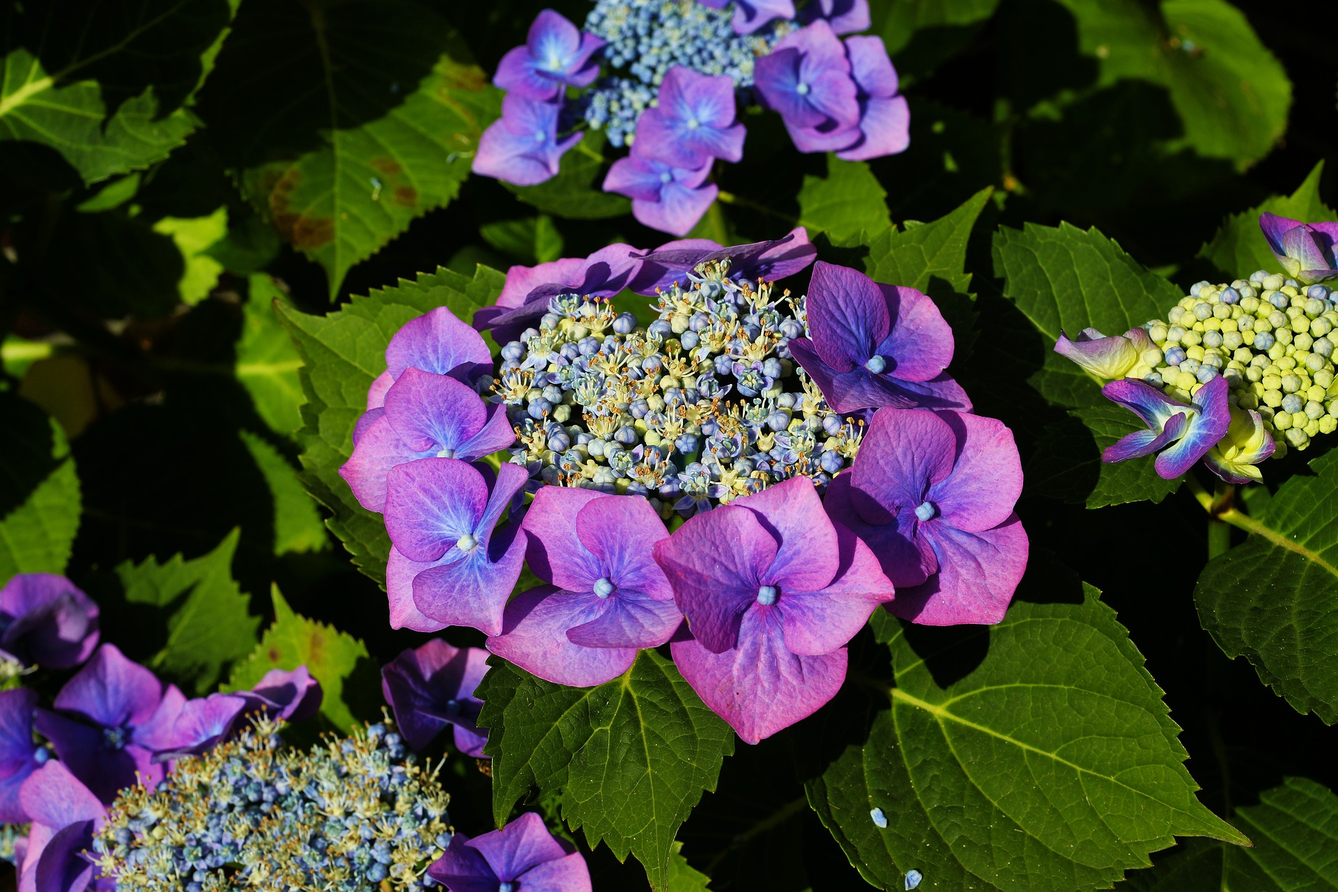 Growing Hydrangeas