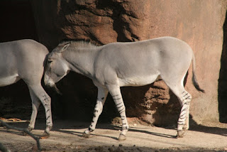 Afrika yaban eşeği (Equus africanus)