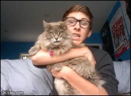 Funny Cat GIF • Cat and its owner meowing in sync haha those funny faces [ok-cats.com]