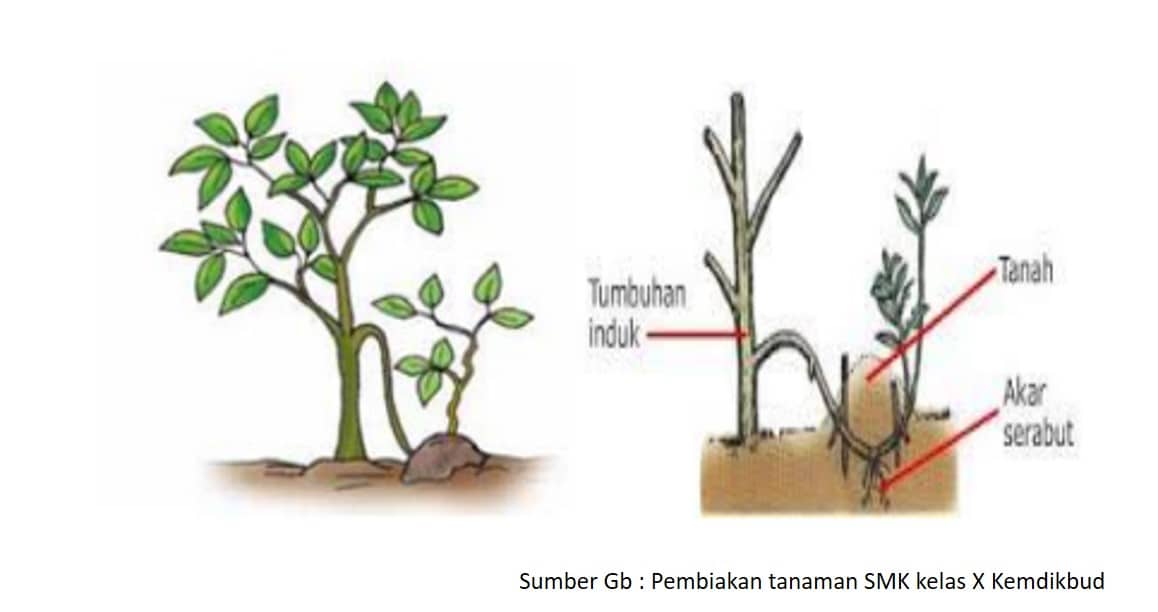 Perkembangbiakan Vegetatif Buatan GURU SUMEDANG