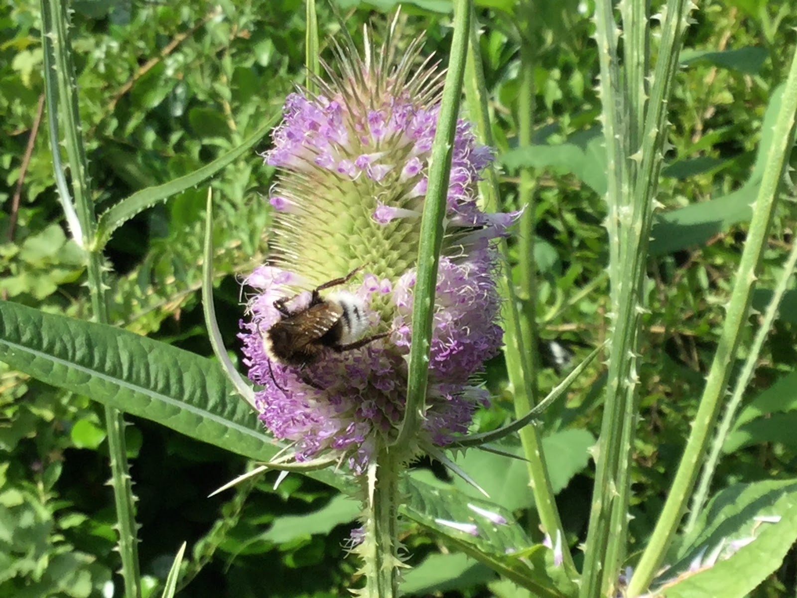 Garten Tipps und Tricks Blumen für die Bienen