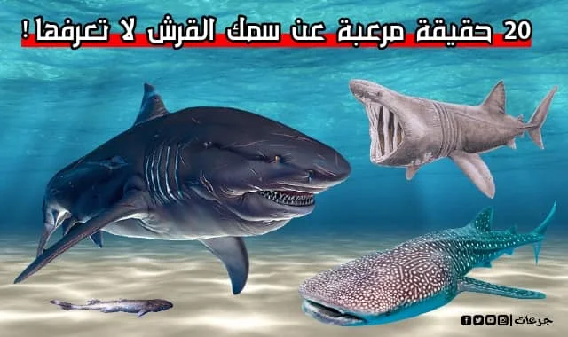معلومات عن سمكة القرش