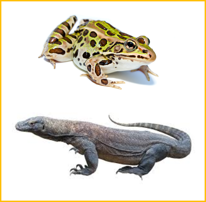 18+ Contoh Hewan Amfibi Dan Reptil, Trend Terbaru!