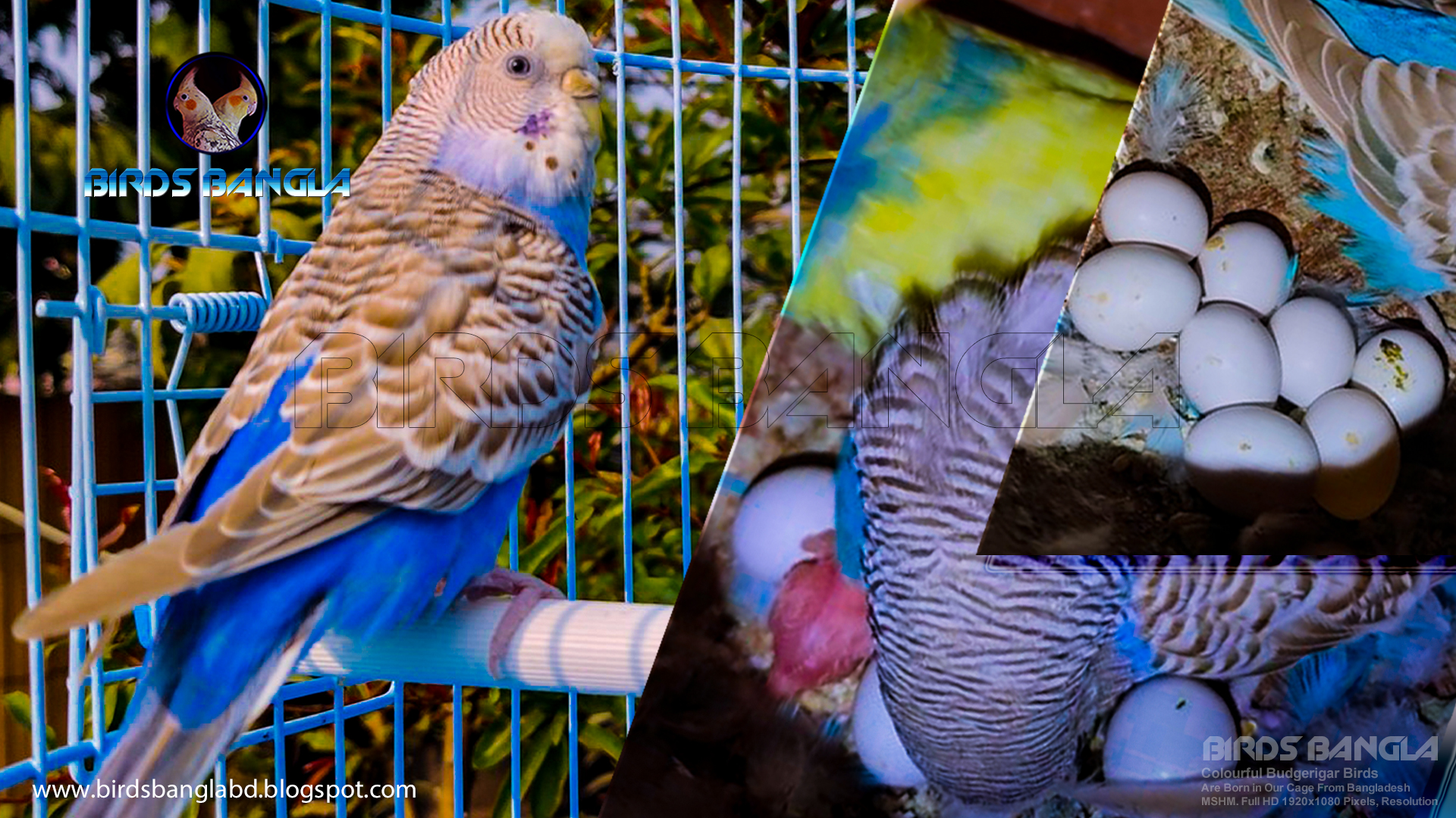 How Many Eggs Does A Budgies Bird Lay & How Long Does It Take To Hatch?