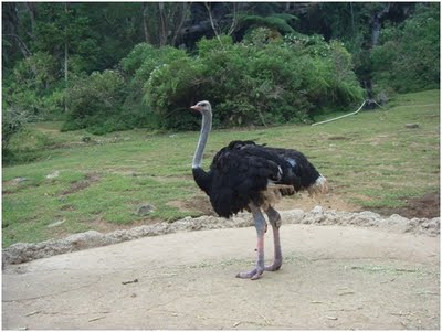 Margasatwa Indonesia: Beberapa contoh binatang yang ada di Kebun