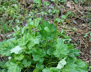 Heuchera leaves