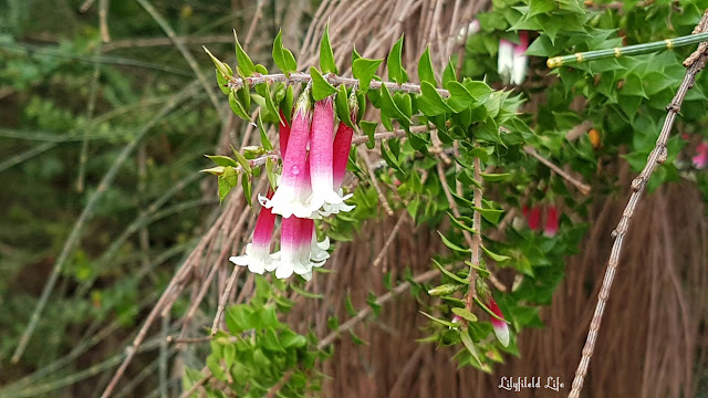 Spit to Manly bush walk