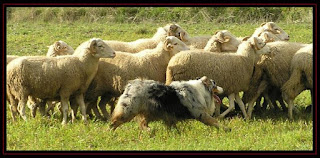 Teco - grandfather of my australian shepherd litter in herding