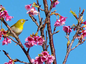Mejiro, bird, Japanese White Eye, cherry blossoms, Kin Town, Okinawa