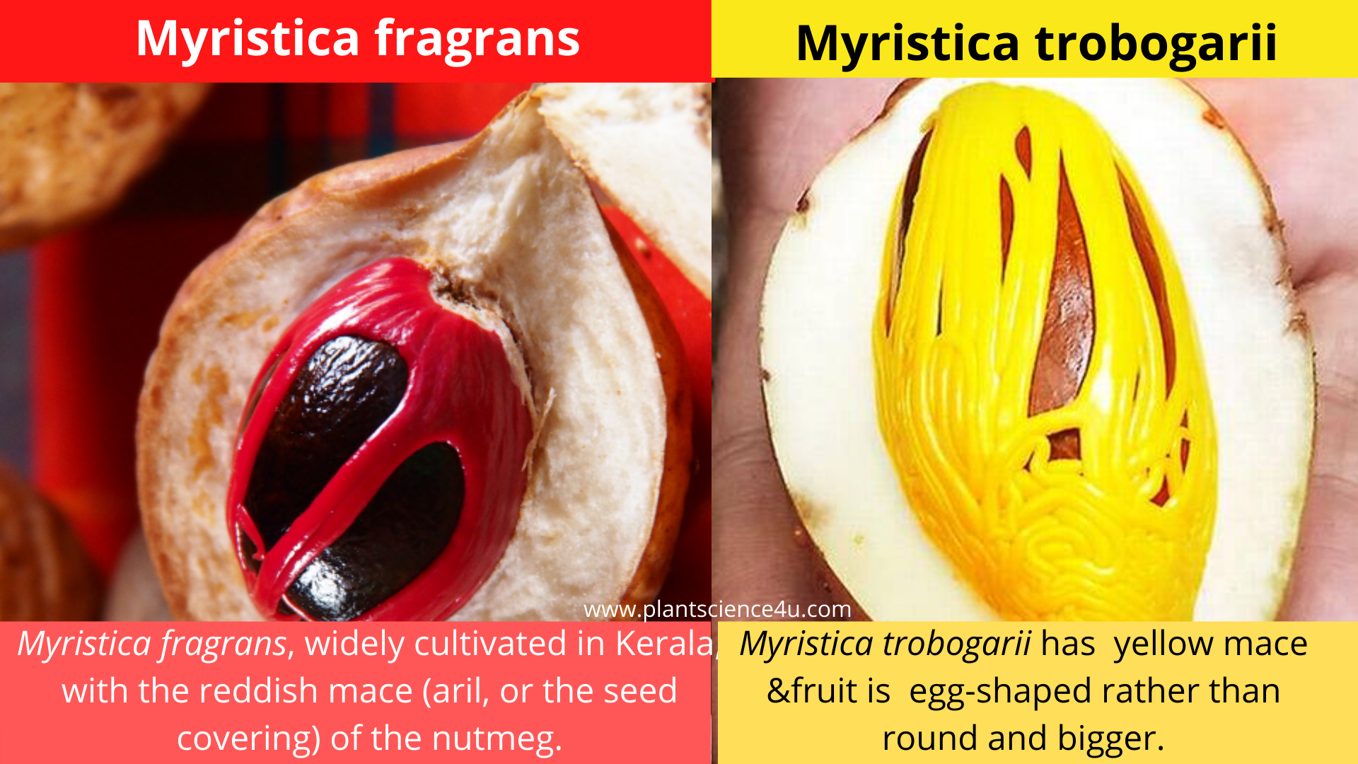 A New Nutmeg species (Myristica trobogarii) from Western Ghats, India