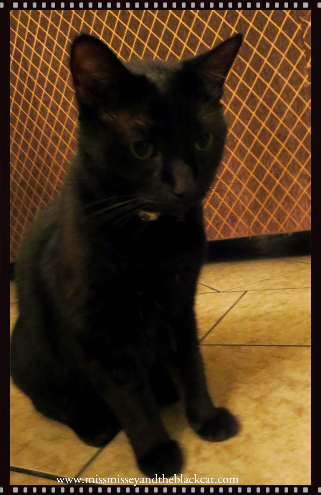 Miss Missey & The Black Cat Safe Kitty/Cat Choking Hazards