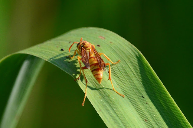 Polistes aurifer Polistes aurifer