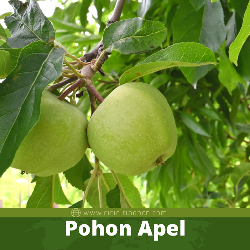 Pohon Apel